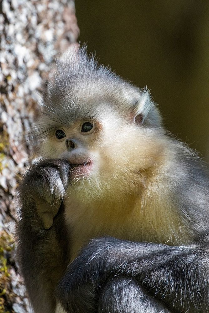 Asia-China-Tacheng-Yunnan Black Snub-Nosed Monkey